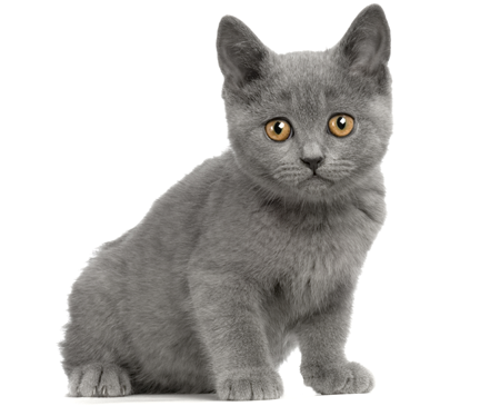 Chartreux Breed