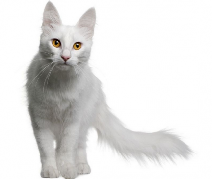 Turkish Angora Breed