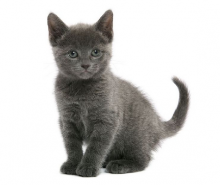 Russian Blue Breed