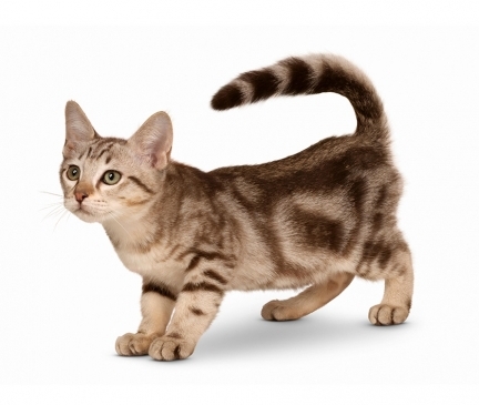 Australian Mist Breed