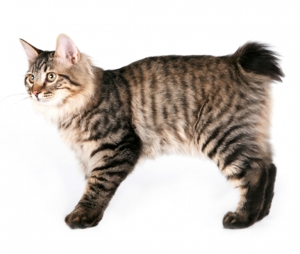 Kurilian Bobtail Breed