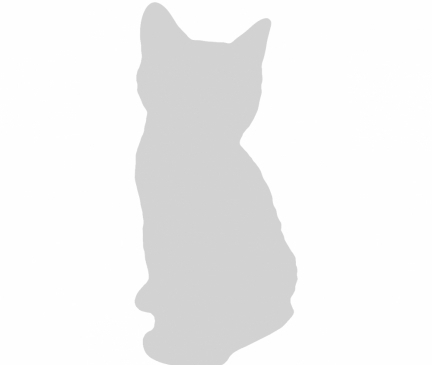 American Longhair Breed