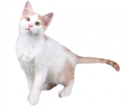 Aphrodite Giant Breed