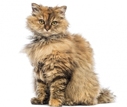 Selkirk Rex Breed