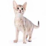 Abyssinian Breed Photo