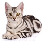 American Shorthair Breed Photo