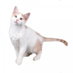 Aphrodite Giant Breed Photo