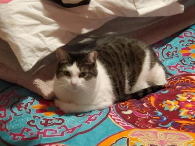 Momma Girl - American Shorthair - Gallery Photo #1