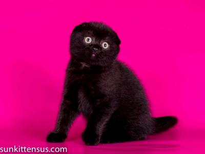 Pure Black Baby Girl Scottish Fold - Scottish Fold - Gallery Photo #1