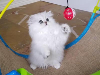 Tiny Tot - Persian - Gallery Photo #1