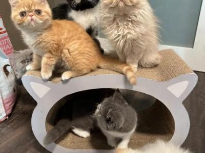 Persian - Himalayan - Gallery Photo #1