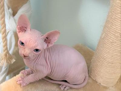 Kisulja - Sphynx - Gallery Photo #1