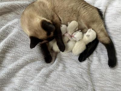 Siamese - Siamese - Gallery Photo #1