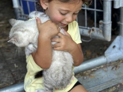 Sochi - Bengal - Gallery Photo #1