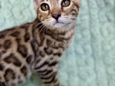 Chloe - Bengal - Gallery Photo #1