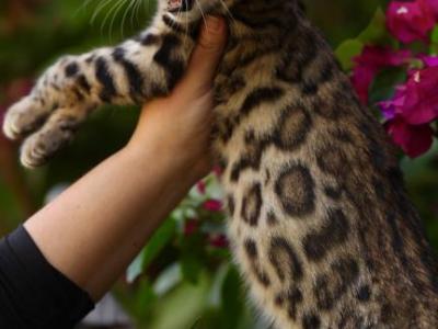 Channel - Bengal - Gallery Photo #1