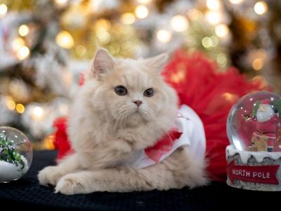 Cream Boy Kitty - Persian - Gallery Photo #1