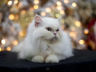 Persa - Persian - Gallery Photo #1