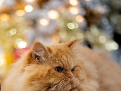 Gold Femaleç - Persian - Gallery Photo #1