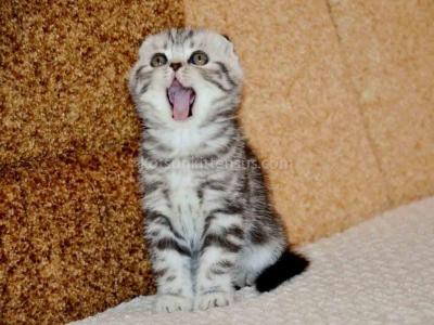 Elke Tiger Girl Black Silver Tabby Scottish Fold - Scottish Fold - Gallery Photo #1