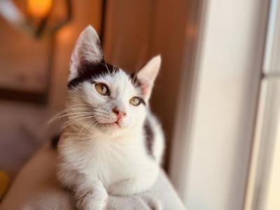 Oreo - Munchkin - Gallery Photo #1