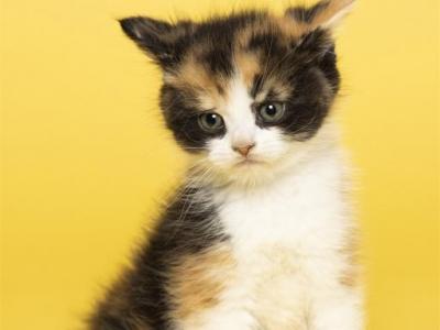 British Shorthair  Maine Coon - Maine Coon - Gallery Photo #1