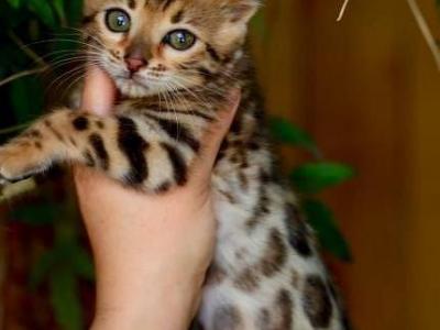 Rainbow - Bengal - Gallery Photo #1