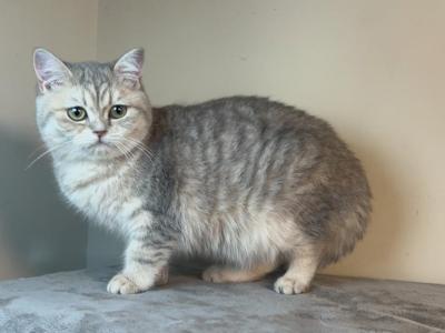 Chloe - British Shorthair - Gallery Photo #1