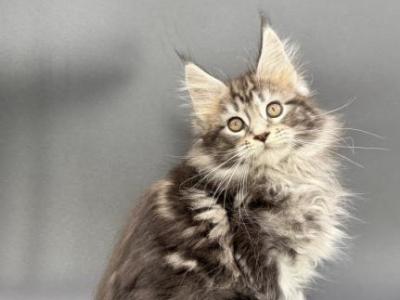 Zefir Polydactyly Maine Coon Male - Maine Coon - Gallery Photo #1