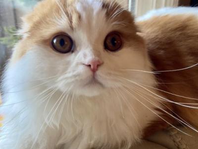 Cutie Pies Mark - Scottish Fold - Gallery Photo #1