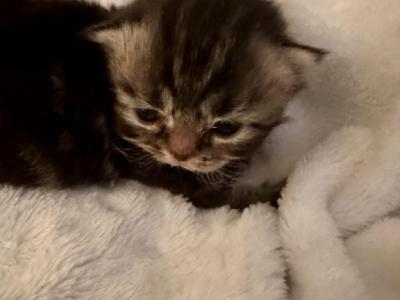 Emma X Akimbo - Persian - Gallery Photo #1