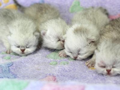 Silver Persians - Persian - Gallery Photo #1