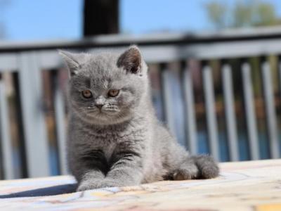 British Shorthair And Scottish Fold - British Shorthair - Gallery Photo #1