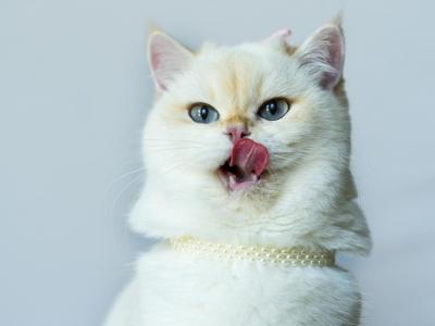 Luna - British Shorthair - Gallery Photo #1