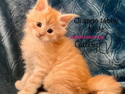 Rose - Maine Coon - Gallery Photo #1