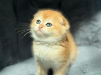 Lily - Scottish Fold - Gallery Photo #1