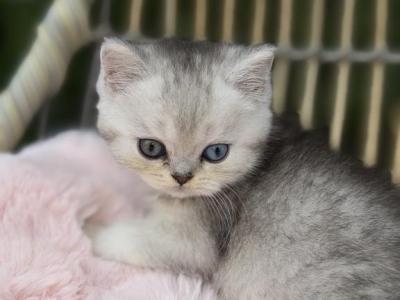 Blue's Babies - British Shorthair - Gallery Photo #1