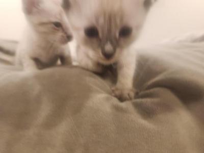 Sugar - Bengal - Gallery Photo #1