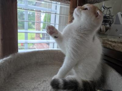 Max - Scottish Fold - Gallery Photo #1
