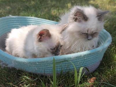 Gorgeous New Lilac Mink Ragdolls - Ragdoll - Gallery Photo #1