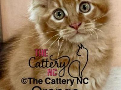 Crush - Maine Coon - Gallery Photo #1