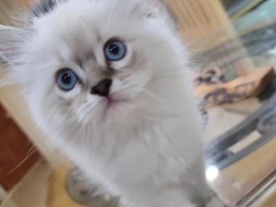 GiGi - Ragdoll - Gallery Photo #1