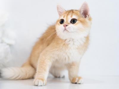 Princess - British Shorthair - Gallery Photo #1