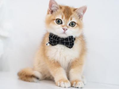 Quantum Aka Maddox - British Shorthair - Gallery Photo #1