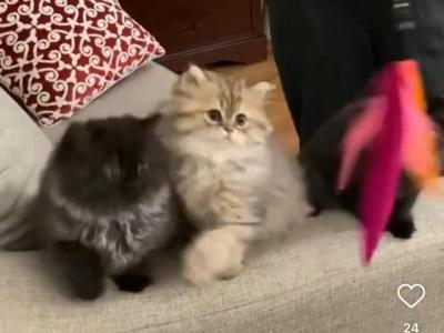 Ala - Persian - Gallery Photo #1