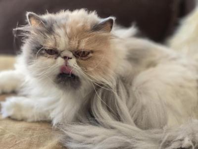 Fluffy - Persian - Gallery Photo #1