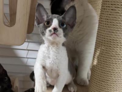 Star - Devon Rex - Gallery Photo #1