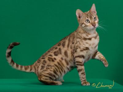 Sky Snow Bengal - Bengal - Gallery Photo #1