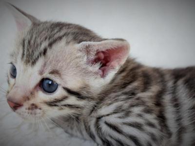 Primrose Litter5 - Bengal - Gallery Photo #1