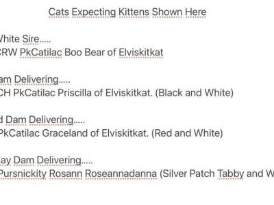 Kittens Coming Soon - Persian - Gallery Photo #1